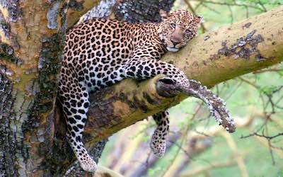 Leopard in Lake Nakuru National Park, Kenya